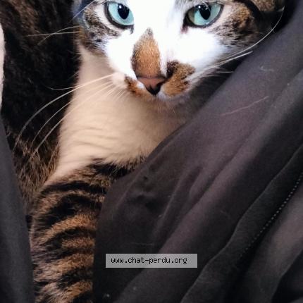 Foto 1/2 Pompon Chat perdido en Montauban