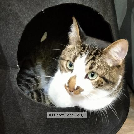 Foto 2/2 Pompon Chat perdido en Montauban