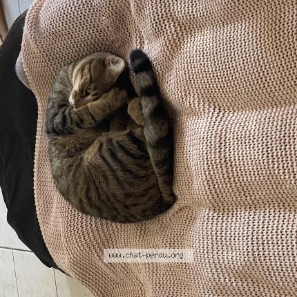 Foto 1/1 Torpez Chat perdido en Aix en provence