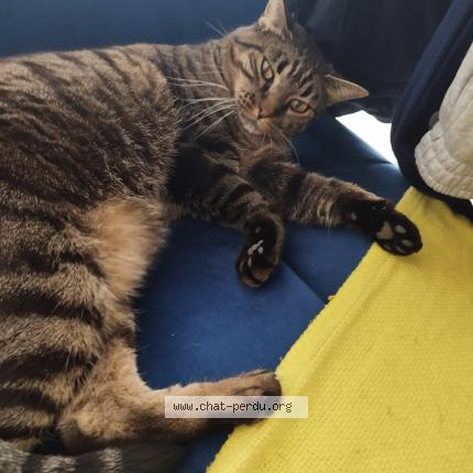 Foto 1/1 Aiko Chat perdido en Le blanc mesnil