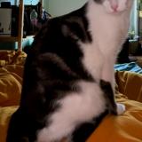 Foto del gato perdido en Villeurbanne