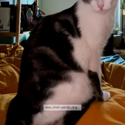 Foto 1/1 Yuma Chat perdido en Villeurbanne