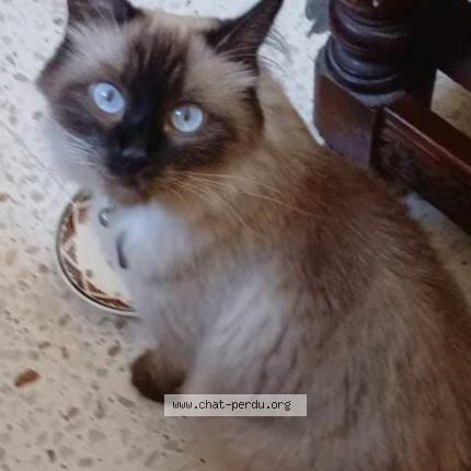 Foto 1/1 Sitta Chat perdido en Paris