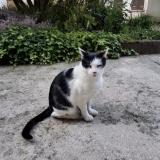 Foto del gato perdido en Varennes Vauzelles