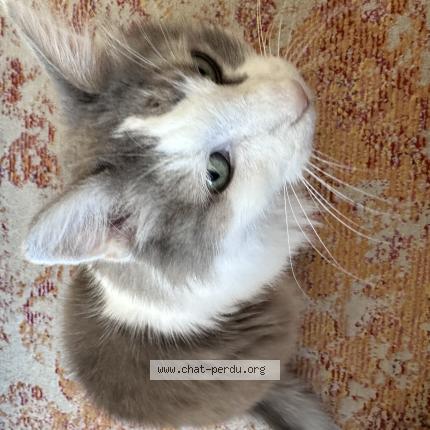 Foto 1/1 Crebis Chat perdido en Port vendres