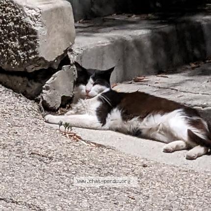 Foto 1/1 Tarail Chat perdido en Contes