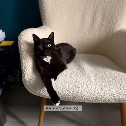 Foto 1/1 Tara Chat perdido en Lons le saunier