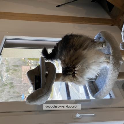 Foto 1/1 Utah Chat perdido en Messey sur grosne