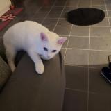 Foto del gato perdido en Brax