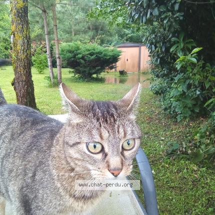 Foto 1/1 Tyson Chat perdido en Monnaie