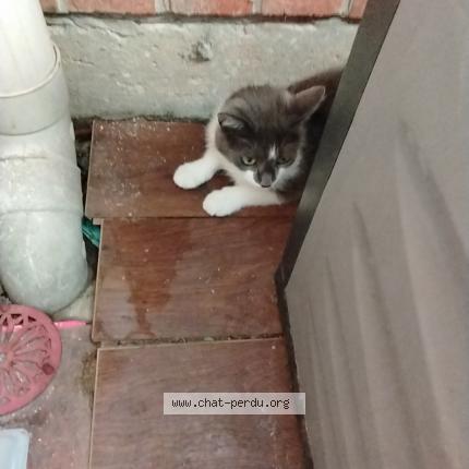 Foto 1/1 Gato encontrado Encontrado en Quesnoy sur deule