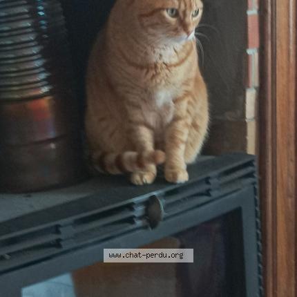 Foto 1/1 Honoré Chat perdido en Flers