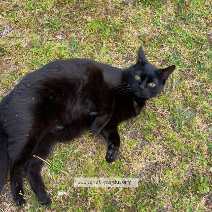 Foto 1/1 lola Chat perdido en Triel sur seine