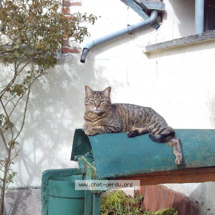 Foto 1/1 Minette Chat perdido en Rebrechien