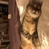 Foto del gato perdido en Mainvilliers