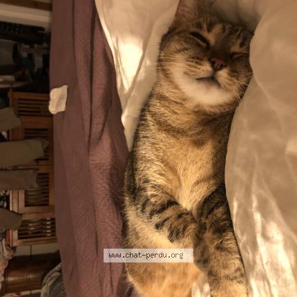 Foto 1/1 Gato encontrado Perdido en Mainvilliers