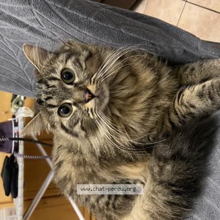 Foto 1/1 Tom Chat perdido en Champigny sur marne