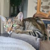 Foto del gato perdido en Le Poire Sur Vie