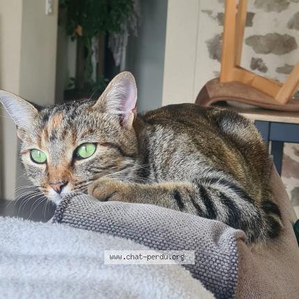 Foto 1/1 Yumi Chat perdido en Le poire sur vie