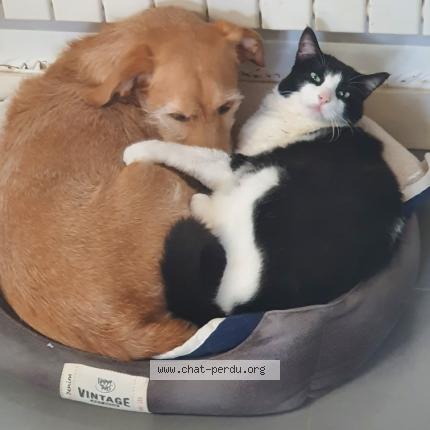 Foto 1/1 Gato encontrado Perdido en Nantes