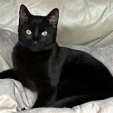 Foto del gato perdido en Villette