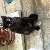 Foto de gato encontrado en St Lambert Du Lattay