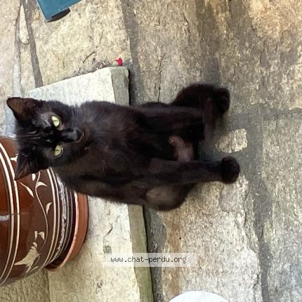 Foto 1/1 Gato encontrado Encontrado en St lambert du lattay