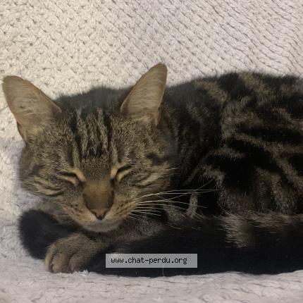 Foto 1/1 Obiwan Chat perdido en Condat sur vienne