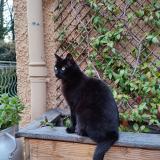 Foto del gato perdido en Saint Romain En Gier