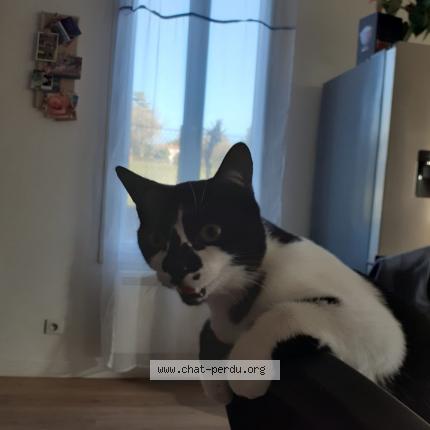 Foto 1/1 Gomette Chat perdido en Saintes