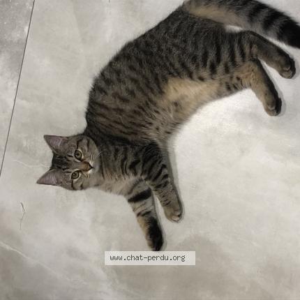 Foto 1/1 Nala Chat perdido en Dogneville