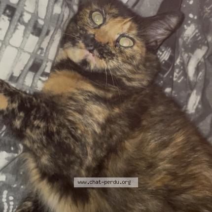 Foto 1/1 Fusée Chat perdido en La ciotat