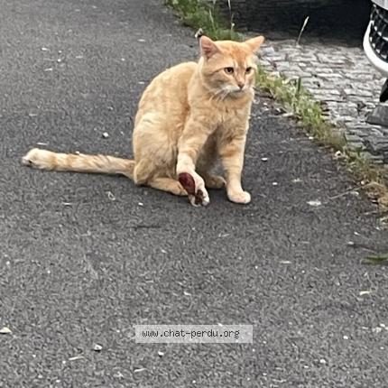 Foto 1/1 Gato encontrado Encontrado en Reims