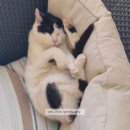 Foto 1/1 Soprano Chat perdido en Grasse