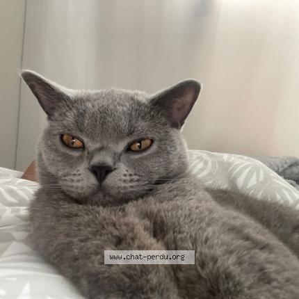 Foto 1/1 Simba Chat perdido en Saint michel sur orge