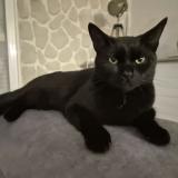 Foto del gato perdido en Boisset St Priest