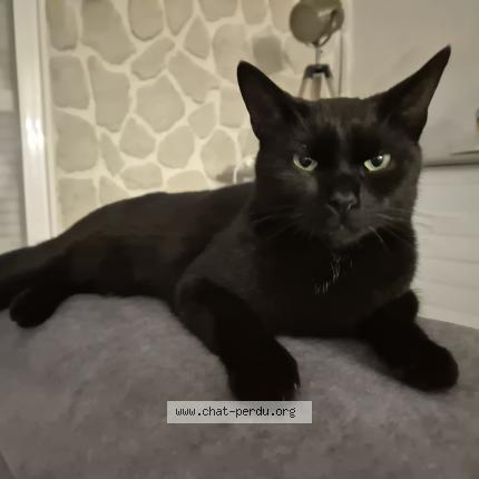 Foto 1/1 ACHILLE Chat perdido en Boisset st priest