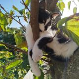 Foto del gato perdido en Marseille