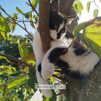 Foto 1/1 Miskin Chat perdido en Marseille