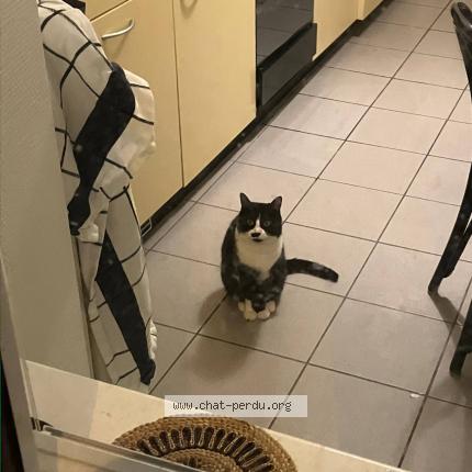 Foto 1/1 Lenina Chat perdido en Lausanne