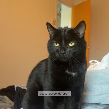 Foto 1/1 Krokmou Chat perdido en Longueuil