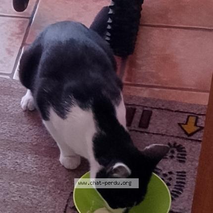 Foto 1/1 Lucie Chat perdido en Souchez