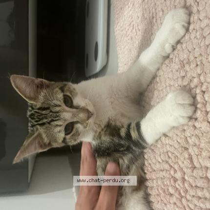 Foto 1/1 Gato encontrado Encontrado en Paris