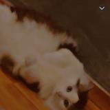 Foto del gato perdido en Nilvange