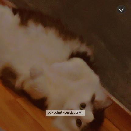 Foto 1/1 Bulma Chat perdido en Nilvange