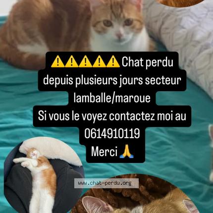 Foto 1/1 Mia Chat perdido en Lamballe