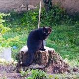 Foto del gato perdido en Nevers