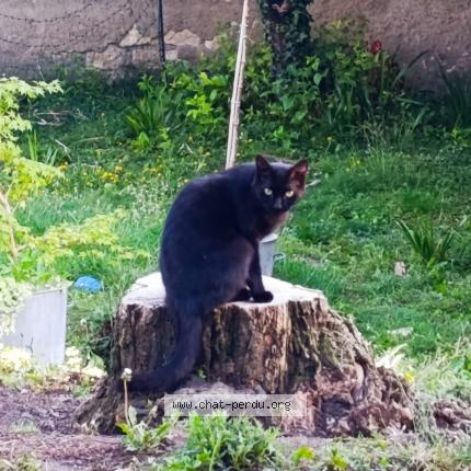 Foto 1/1 Baguy Chat perdido en Nevers