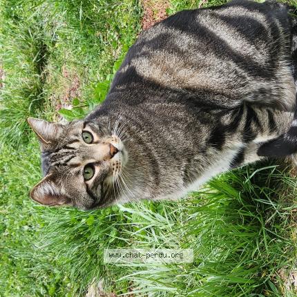 Foto 1/1 Mowgli Chat perdido en Millau