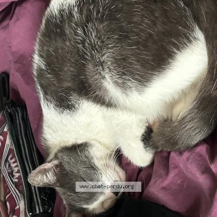 Foto 1/1 Nobu Chat perdido en Laigne st gervais